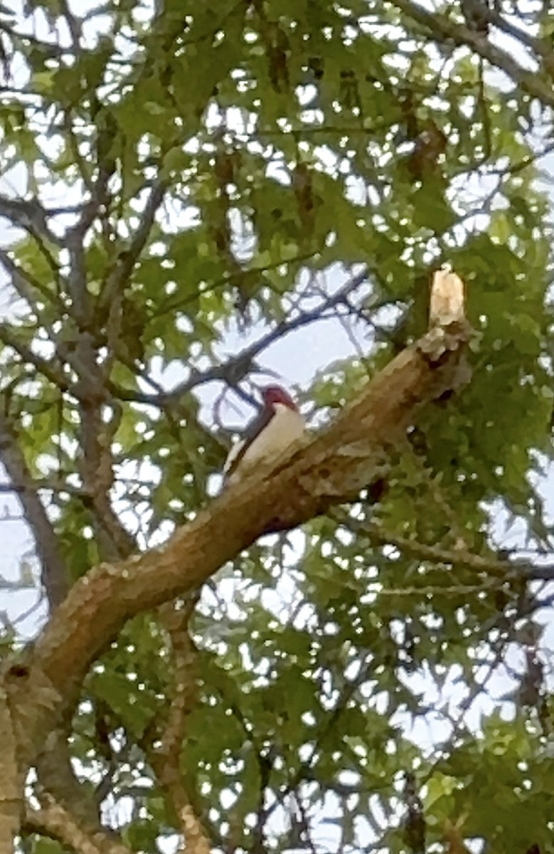 Red-headed Woodpecker - ML635582536