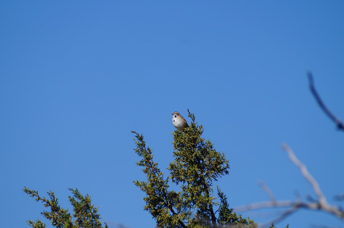Lark Sparrow - ML635582561