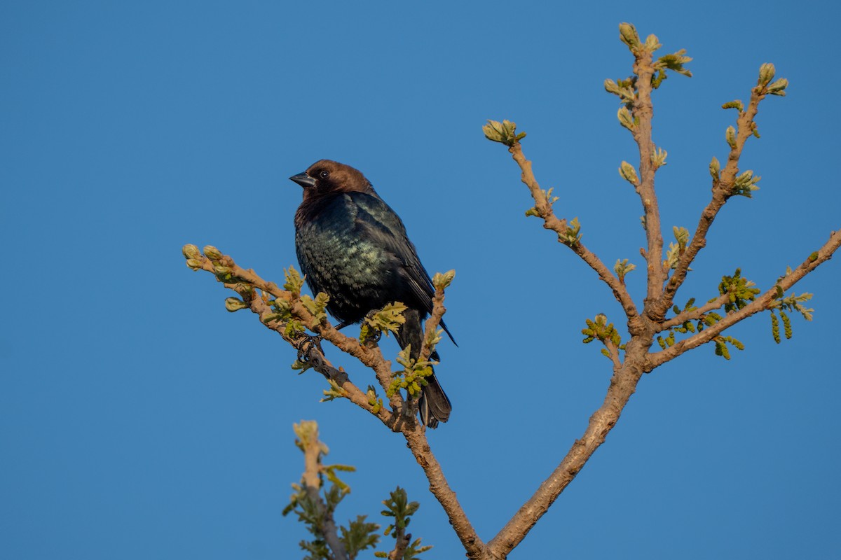 Brown-headed Cowbird - ML635582594