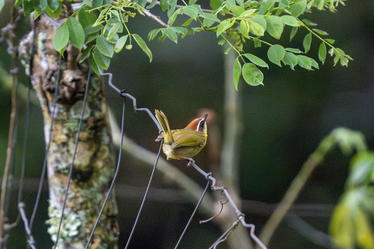 Rufous-capped Warbler (salvini) - ML635582608