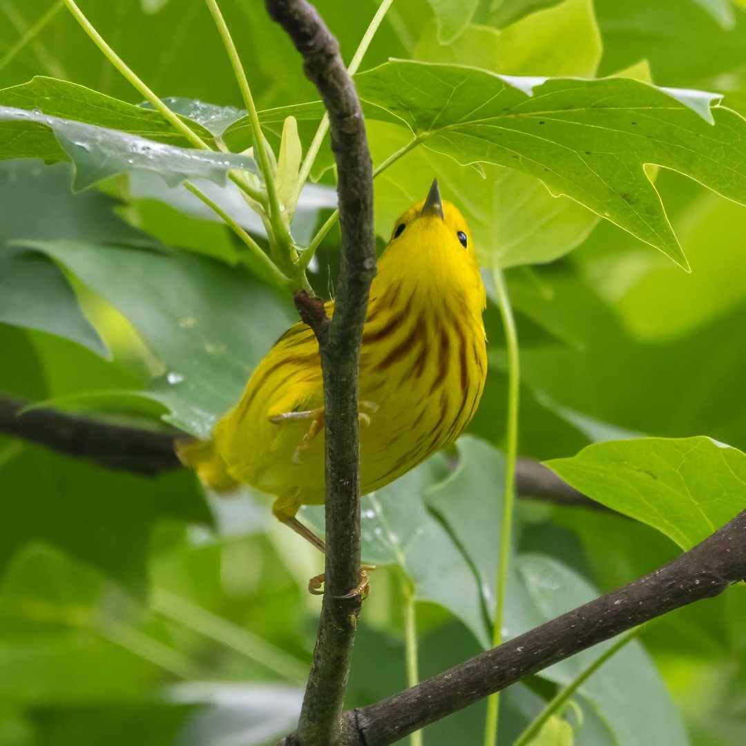 Yellow Warbler - ML635582633