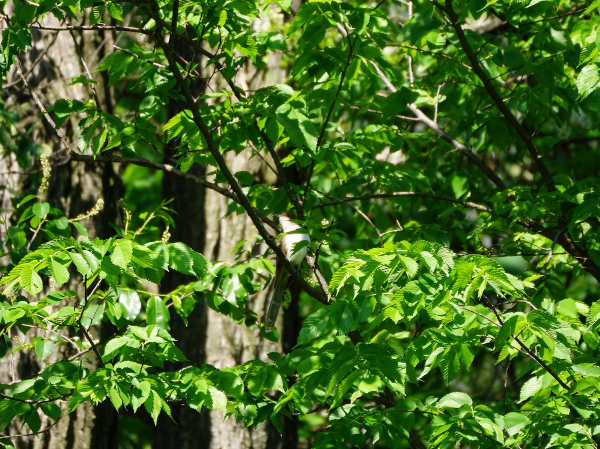 Black-billed Cuckoo - ML635582635