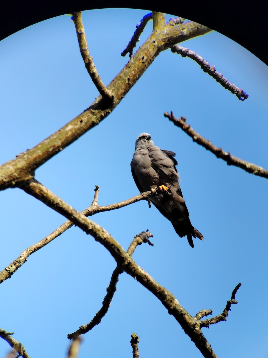 Plumbeous Kite - ML635582659
