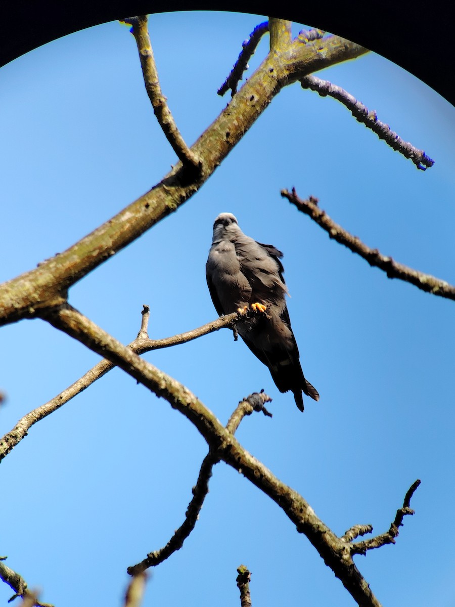 Plumbeous Kite - ML635582660