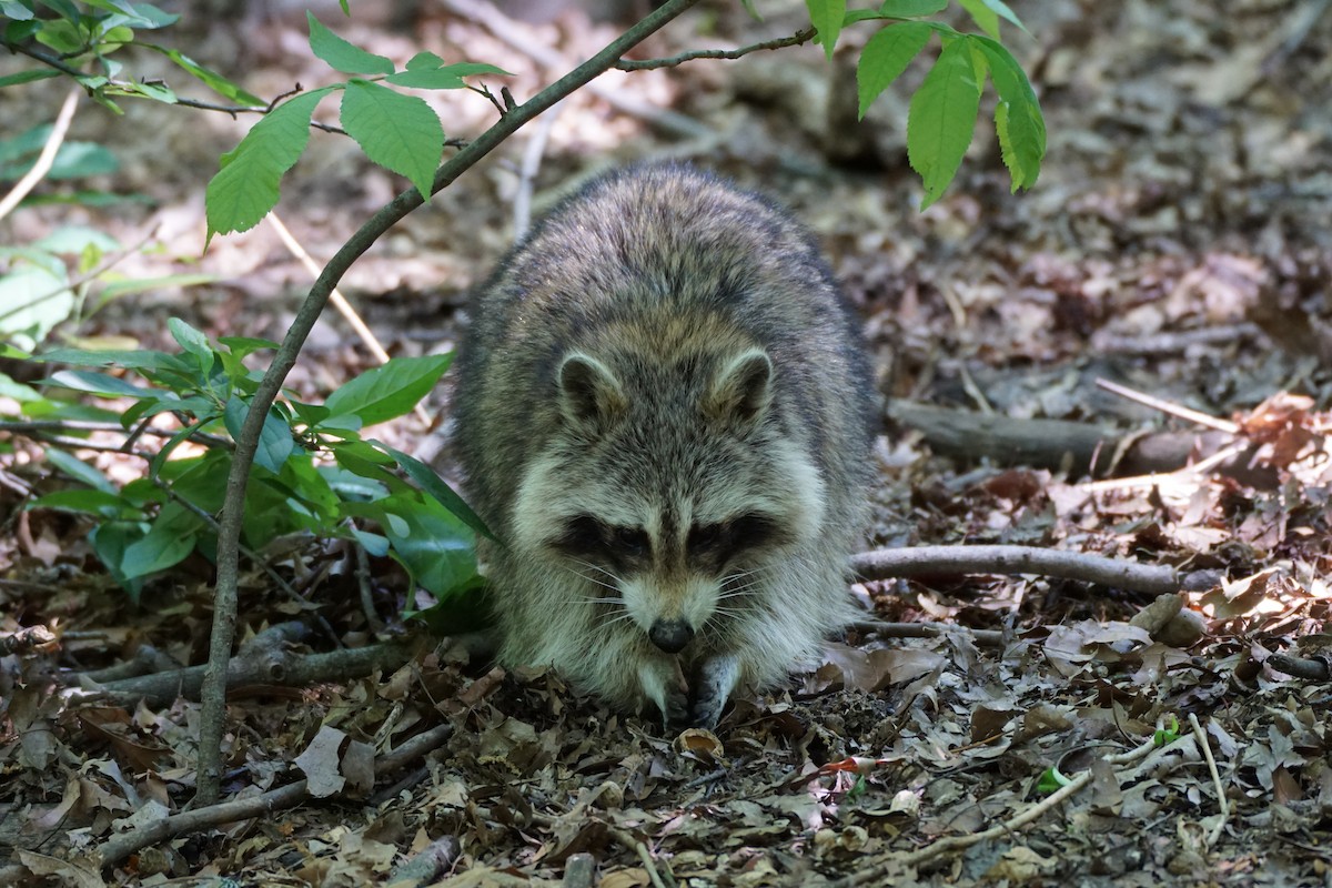 Raccoons - ML635582690