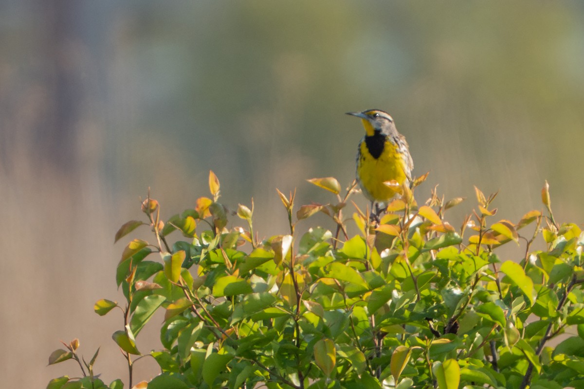 Eastern Meadowlark - ML635582738
