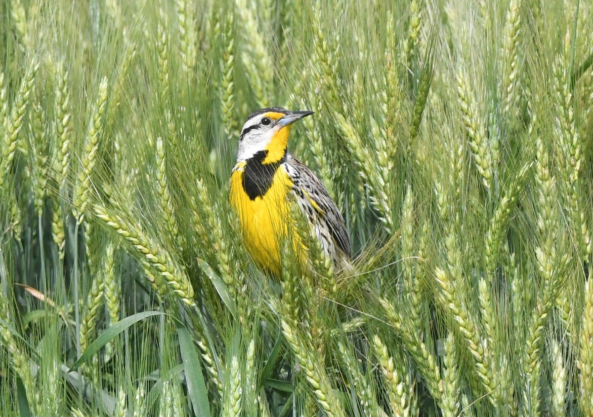 Eastern Meadowlark - ML635582765