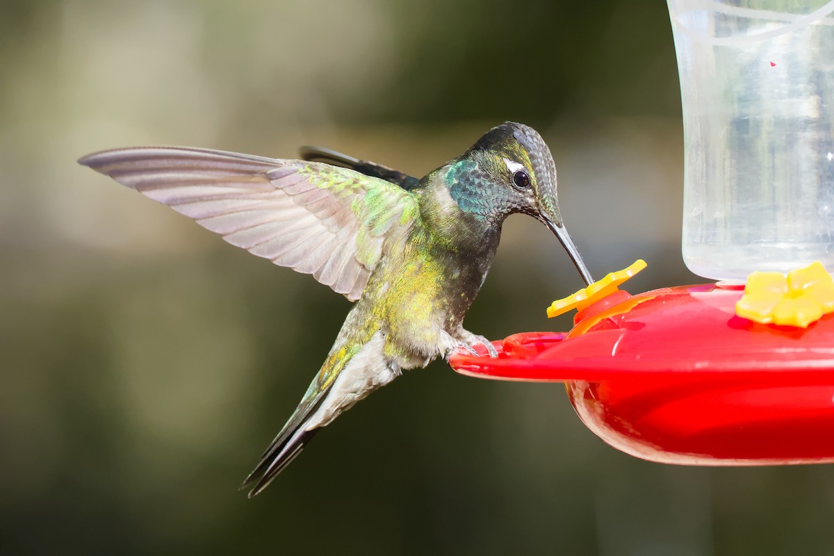 Rivoli's Hummingbird - ML635582799
