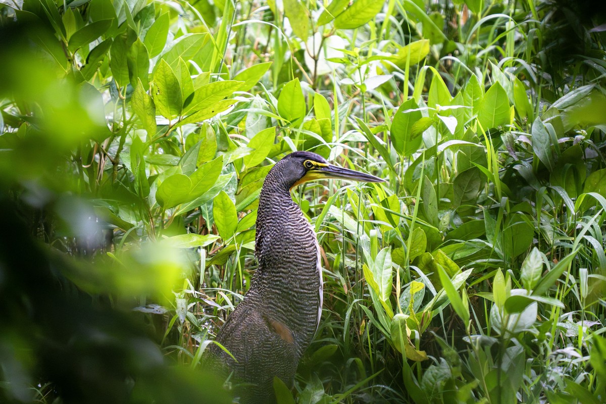 Bare-throated Tiger-Heron - ML635582882