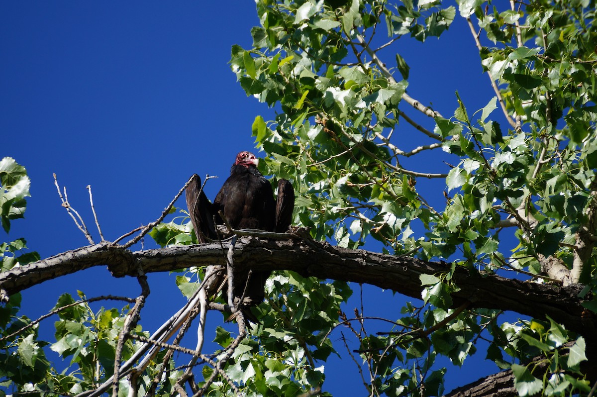 Turkey Vulture - ML635583168