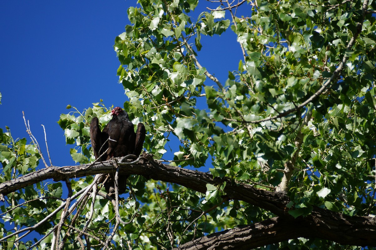 Turkey Vulture - ML635583169