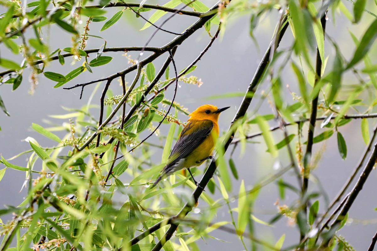 Prothonotary Warbler - ML635583276