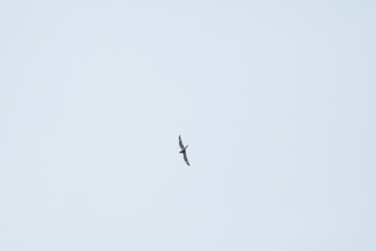 Common Nighthawk - ML635583317