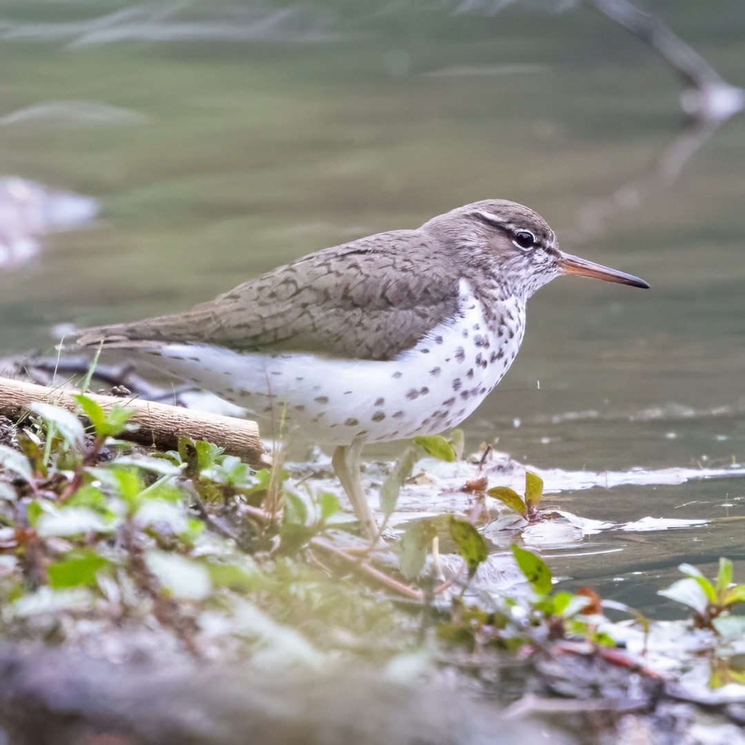 Spotted Sandpiper - ML635583443