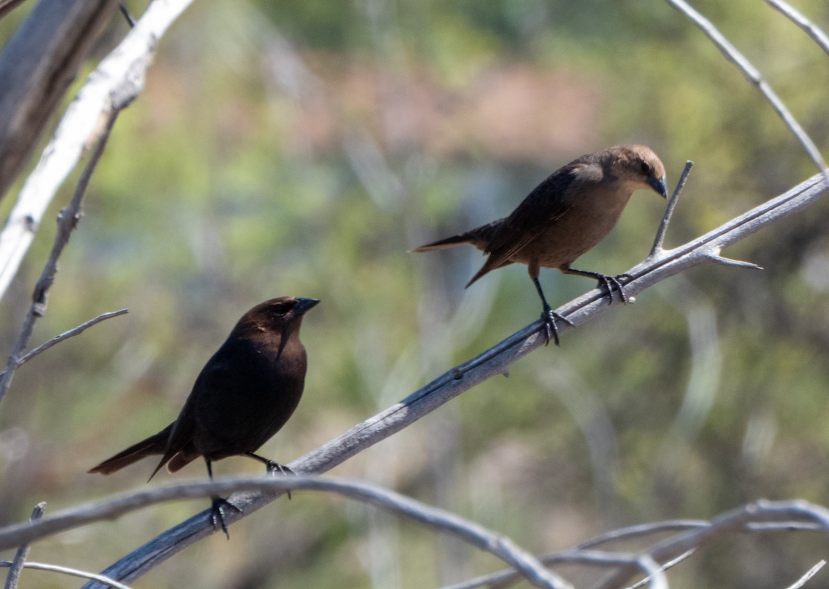 Brown-headed Cowbird - ML635583451