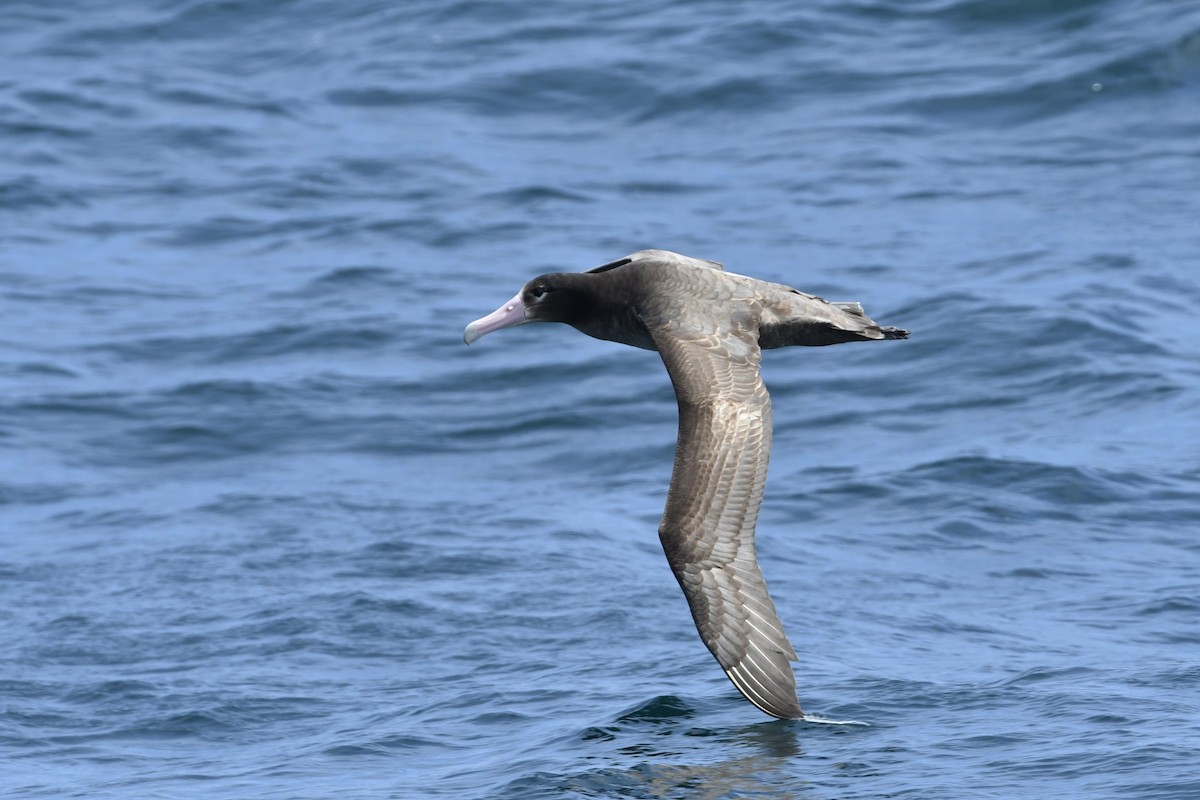 アホウドリ - ML635583472