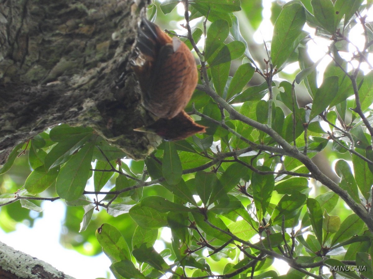 Waved Woodpecker - ML635583481