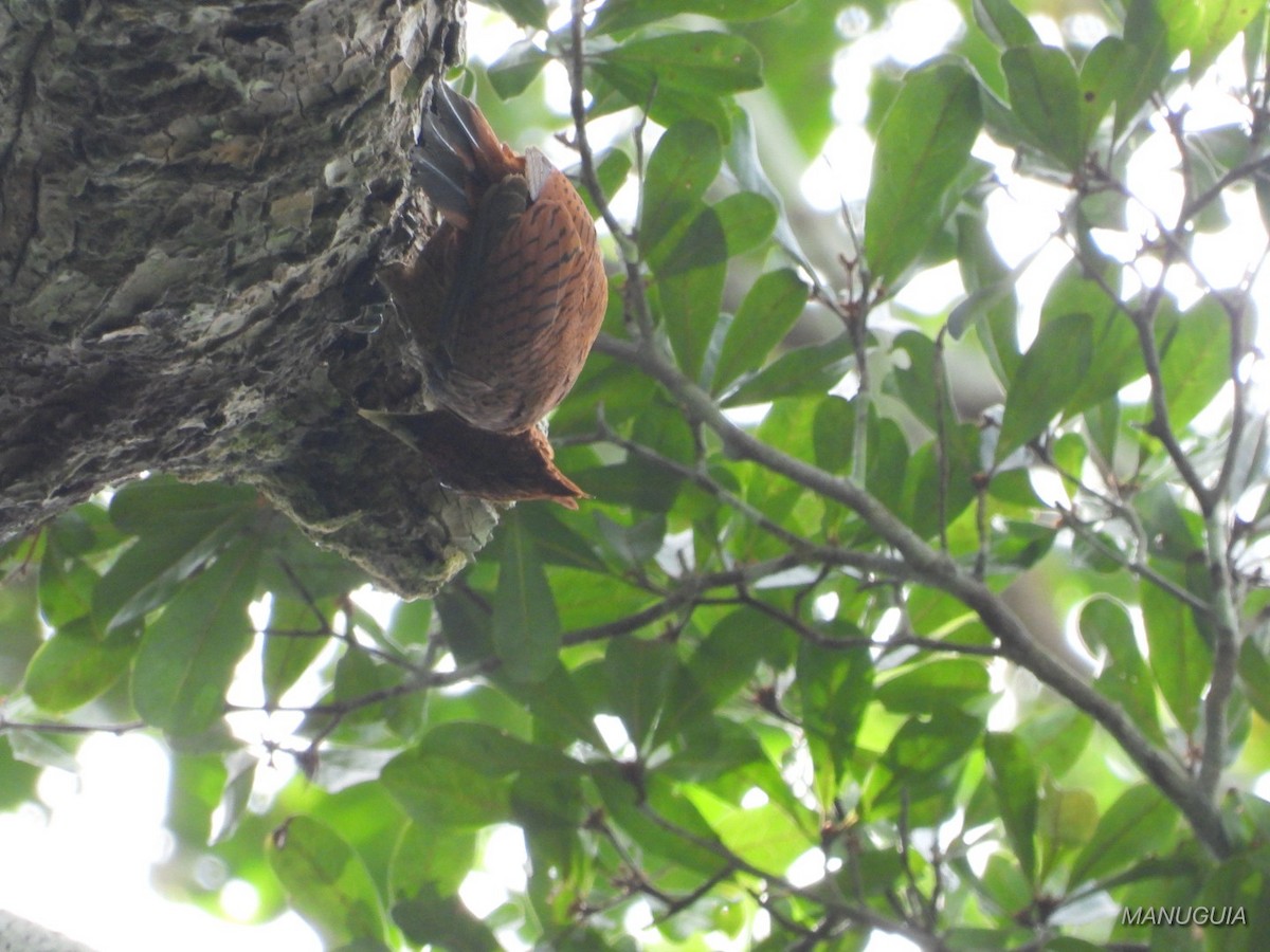 Waved Woodpecker - ML635583482