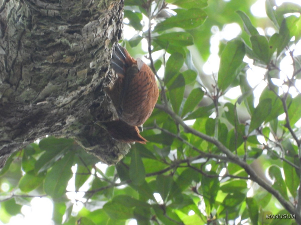 Waved Woodpecker - ML635583483