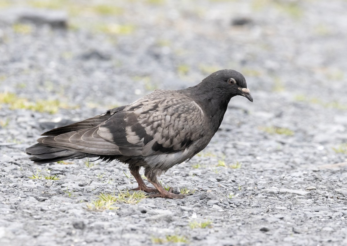 Rock Pigeon (Feral Pigeon) - ML635583487