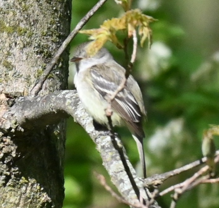 Least Flycatcher - ML635583558