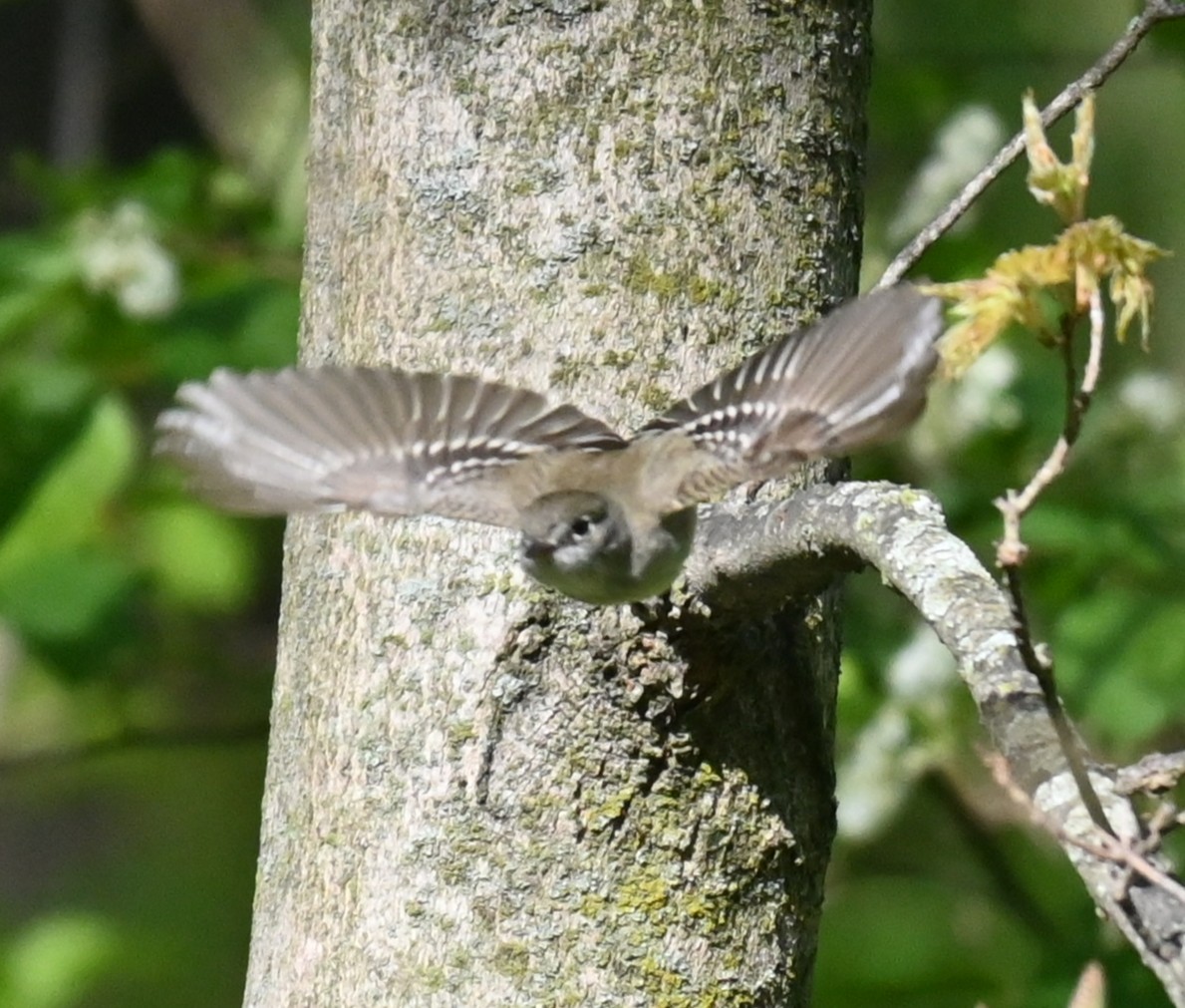 Least Flycatcher - ML635583559