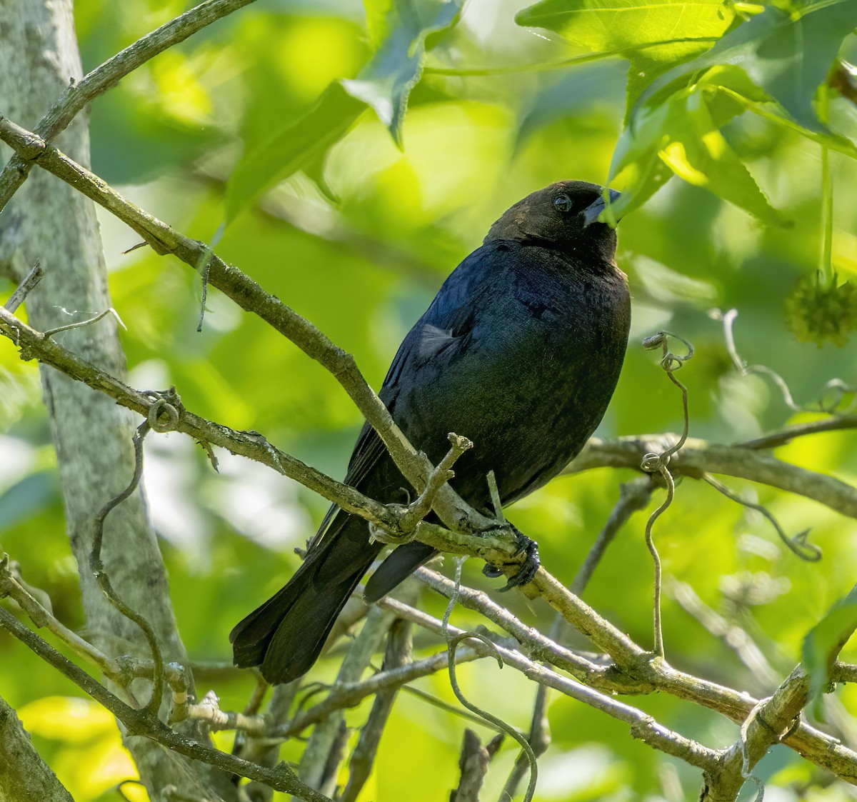 Brown-headed Cowbird - ML635583624