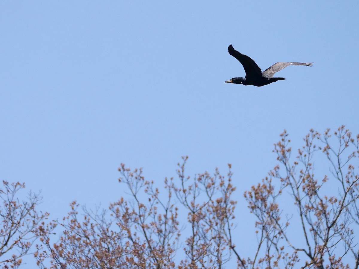 Double-crested Cormorant - ML635583680