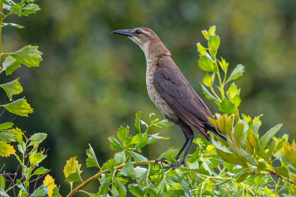 Boat-tailed Grackle - ML635583699