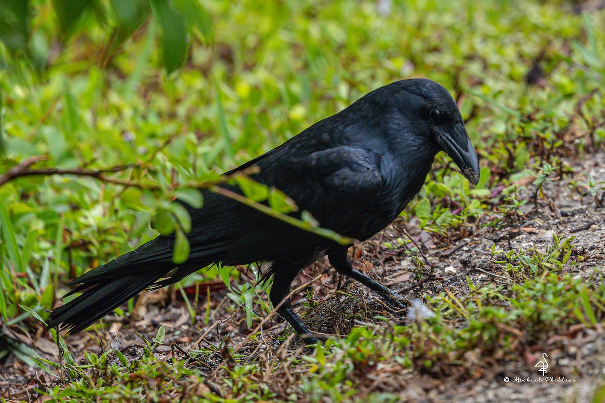 Fish Crow - ML635583732
