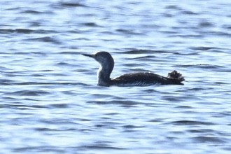 Red-throated Loon - ML635583766