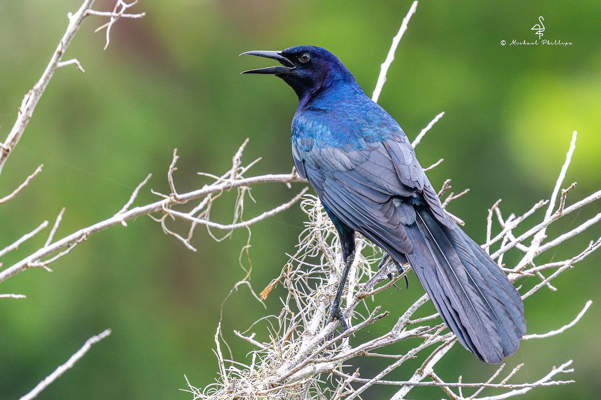 Boat-tailed Grackle - ML635583768