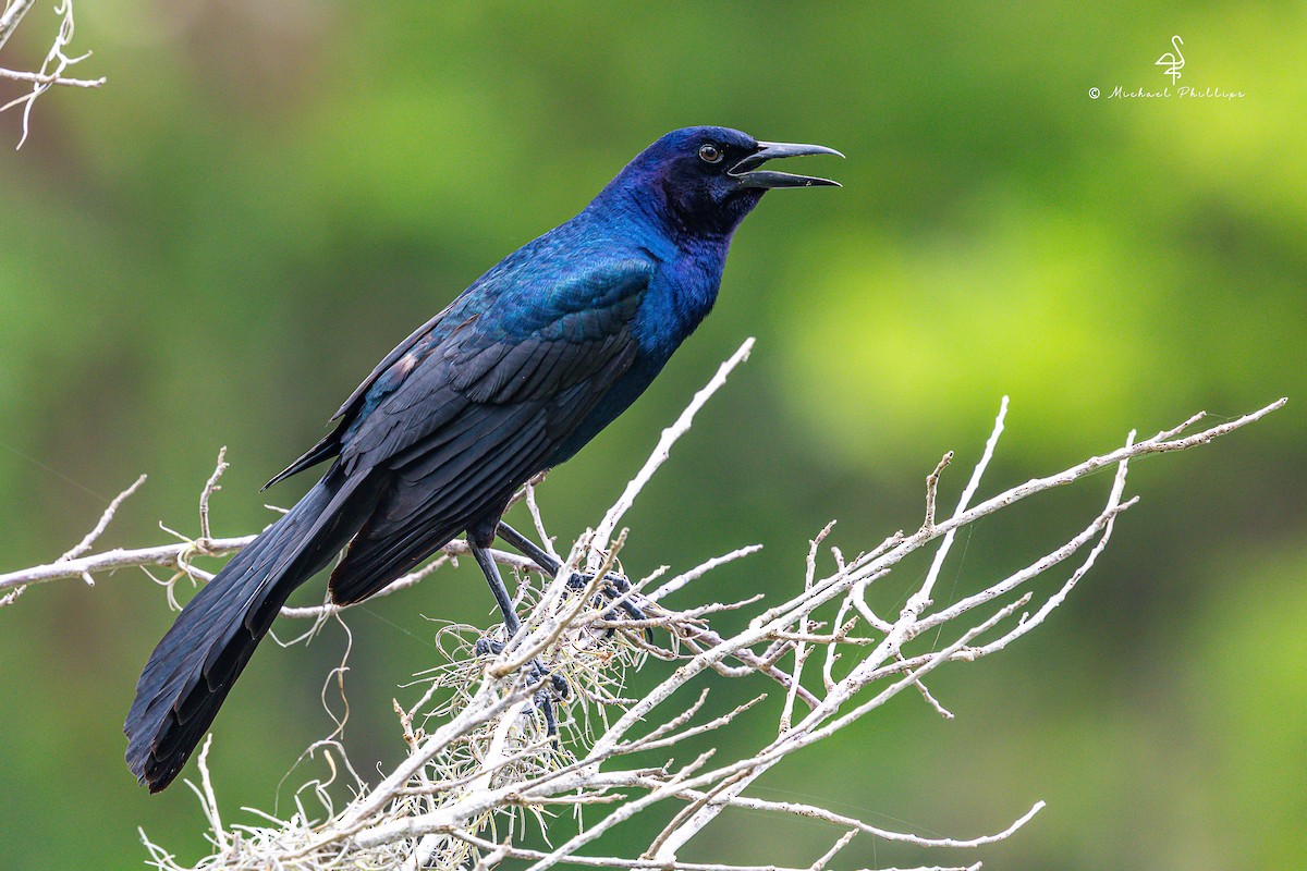 Boat-tailed Grackle - ML635583769