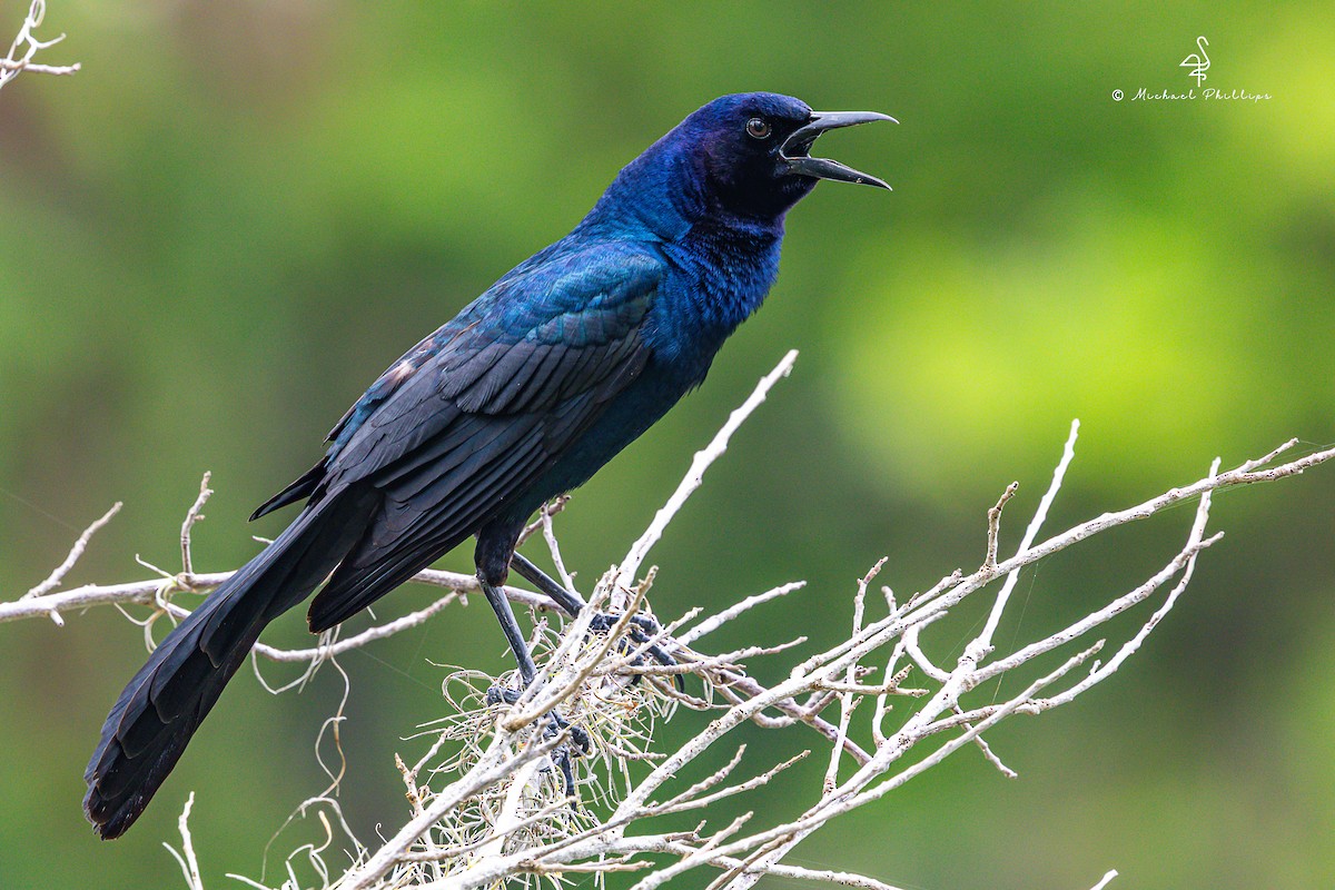 Boat-tailed Grackle - ML635583770
