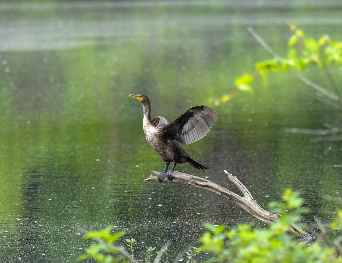 Double-crested Cormorant - ML635583835