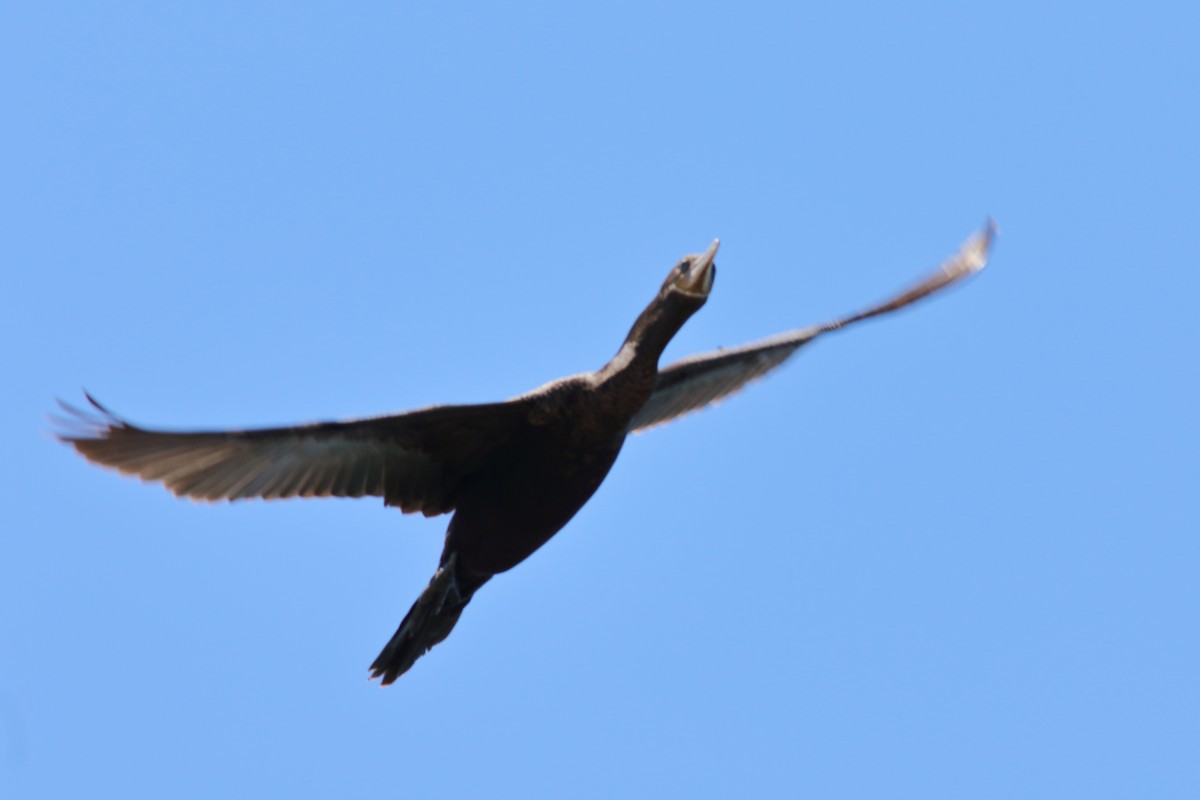 Neotropic Cormorant - ML635583840