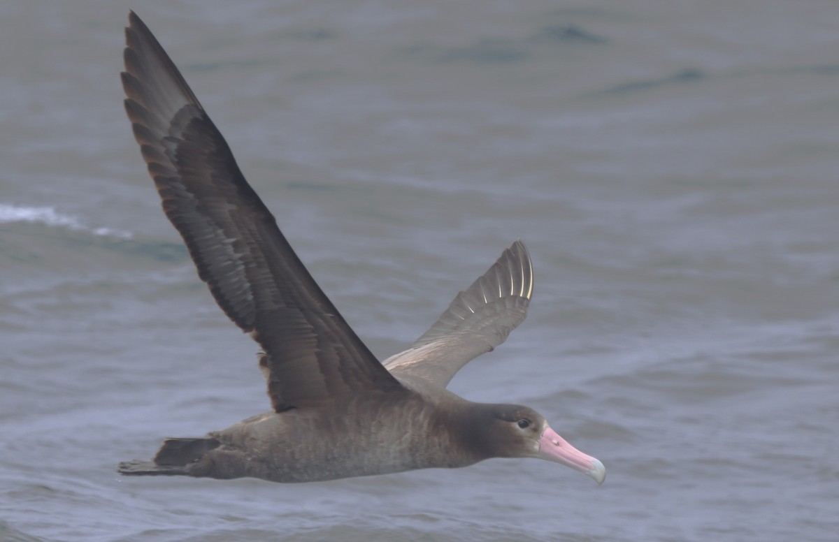 アホウドリ - ML635583842