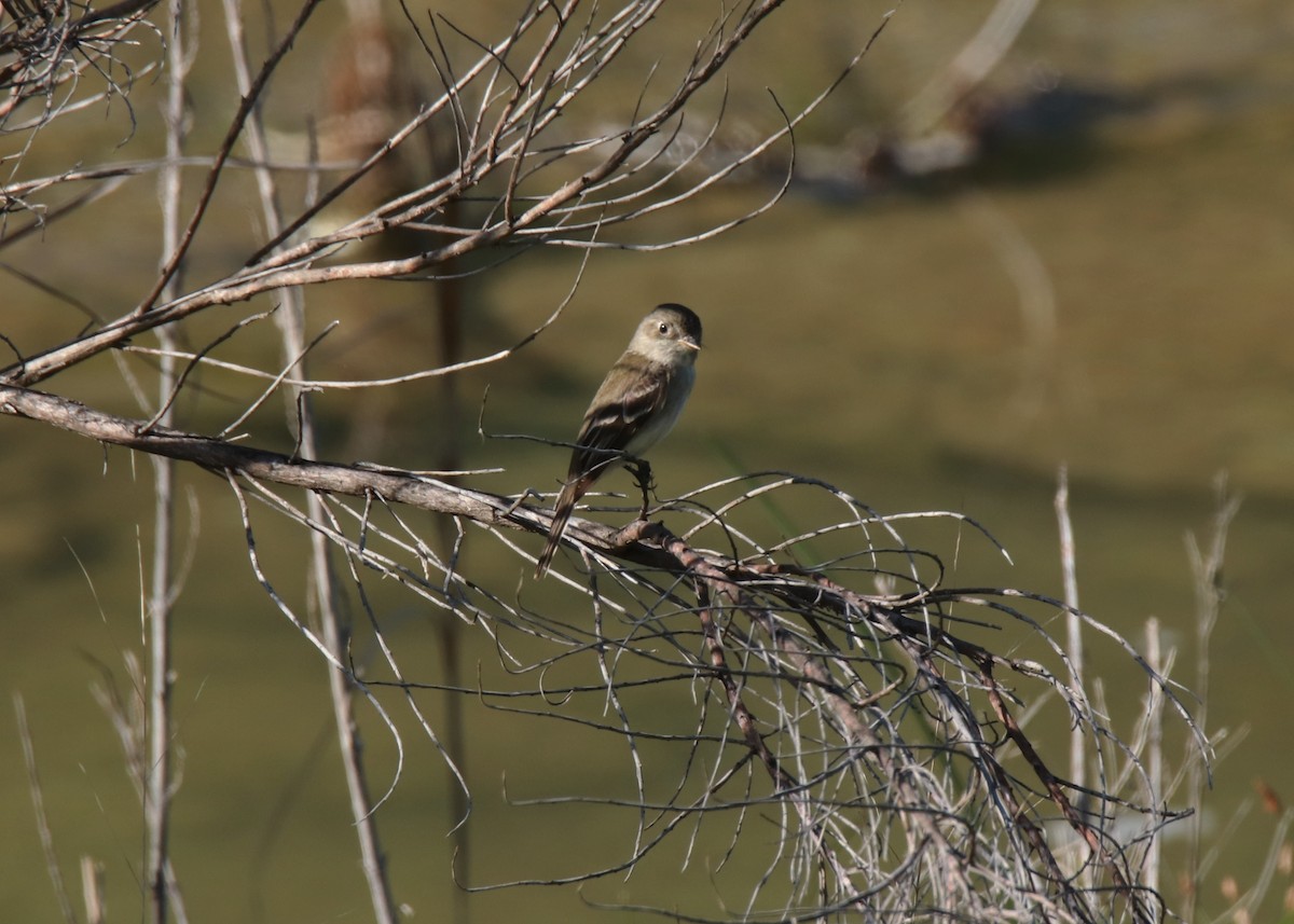 Least Flycatcher - ML635583851