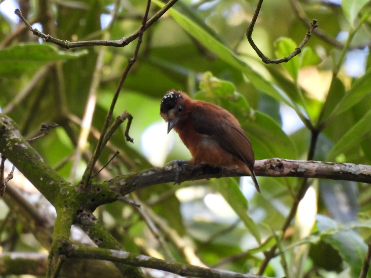 Chestnut Piculet - ML635583877
