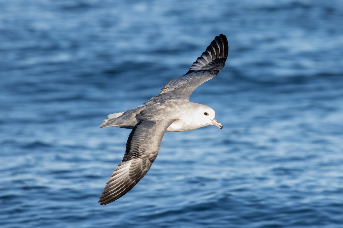 Southern Fulmar - ML635583880