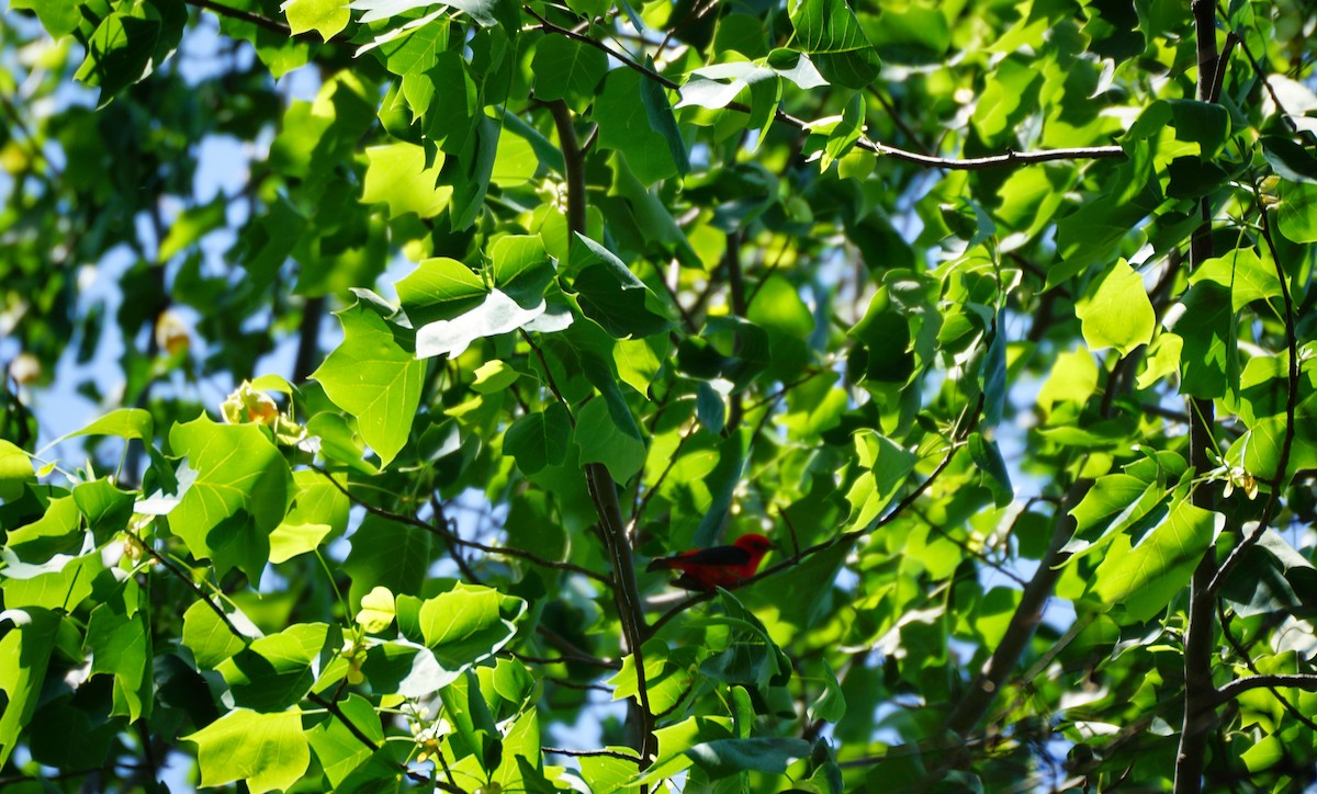 Scarlet Tanager - ML635583914