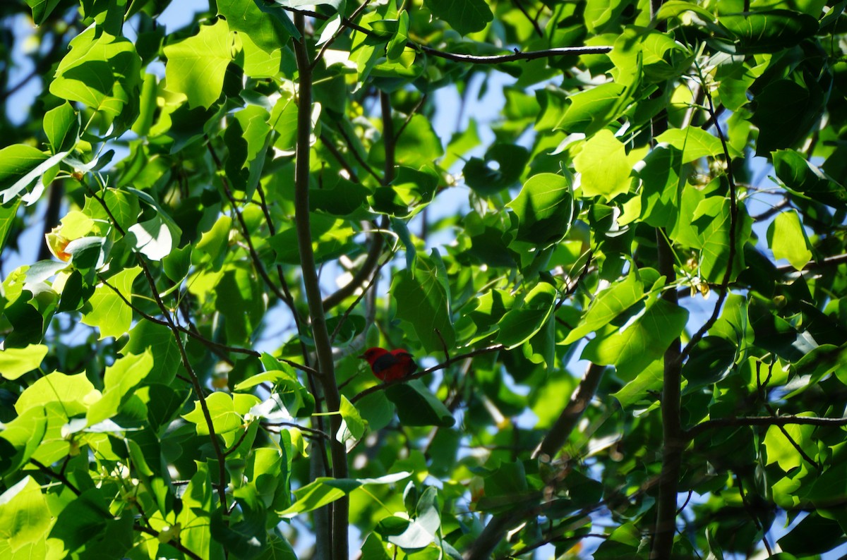 Scarlet Tanager - ML635583915