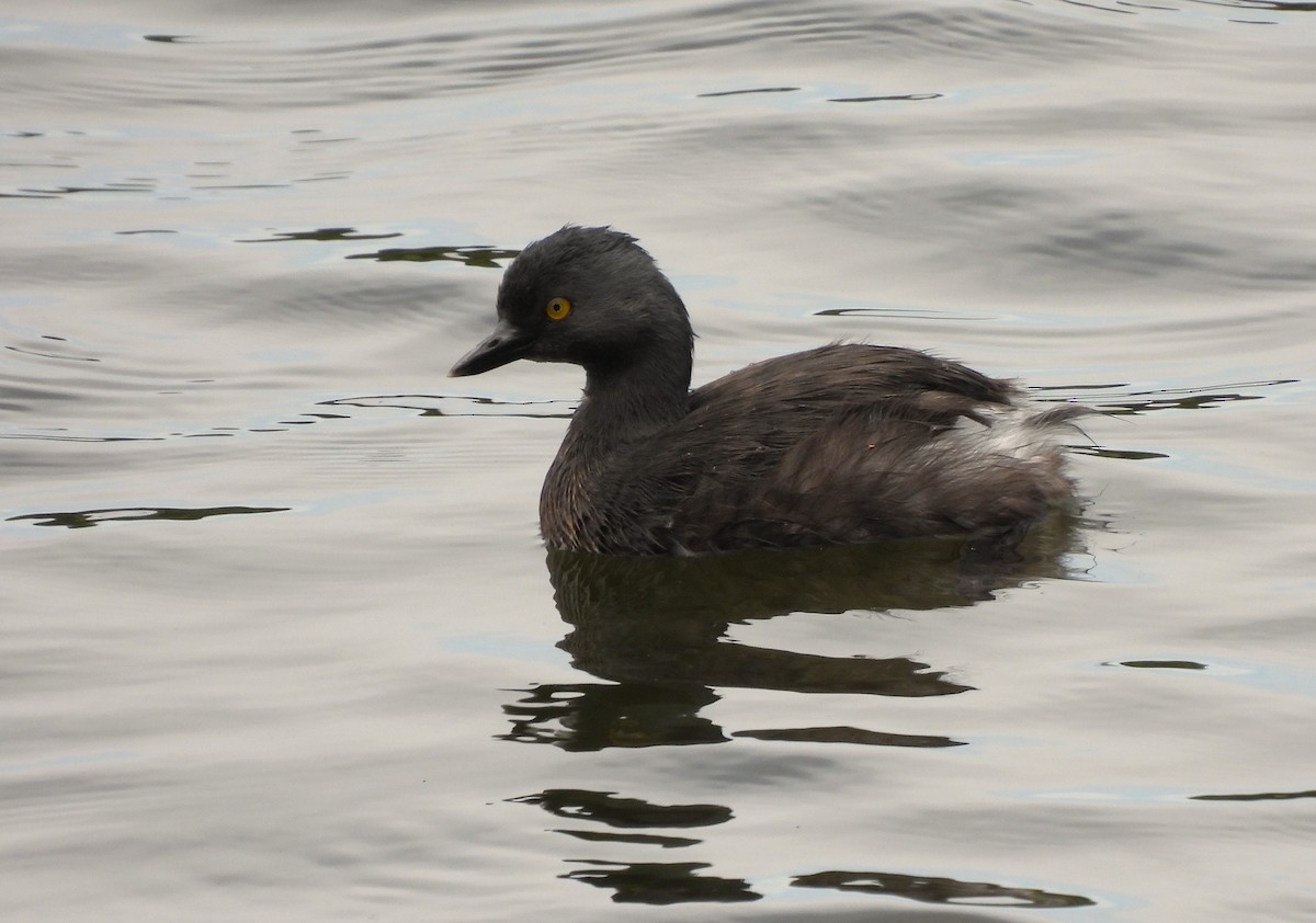 Least Grebe - ML635583930