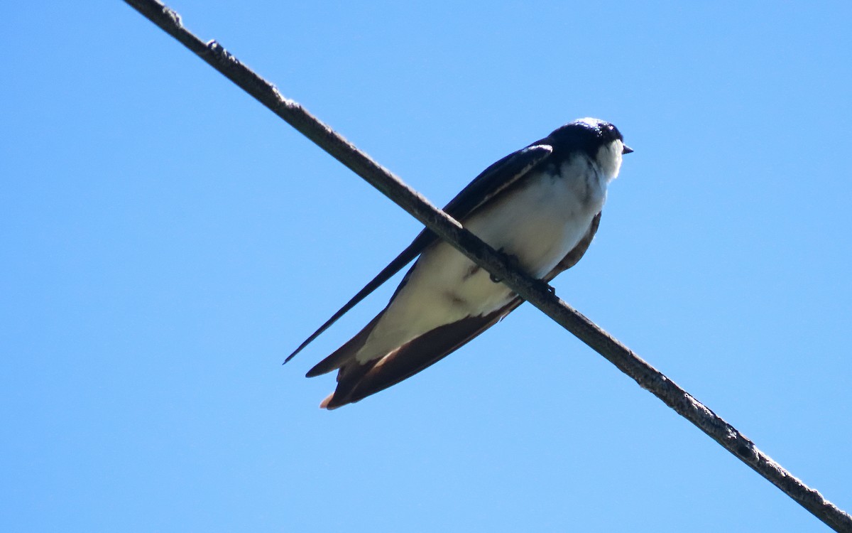 Golondrina Bicolor - ML635584021