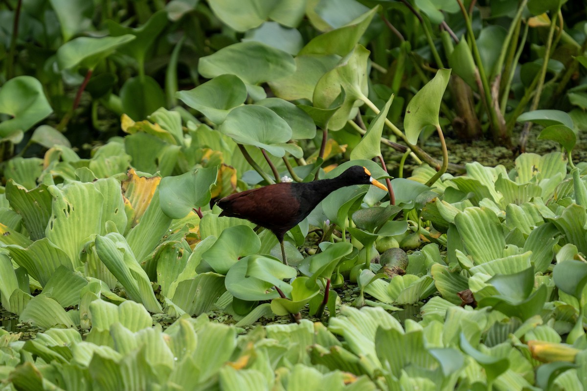 Jacana du Mexique - ML635584034