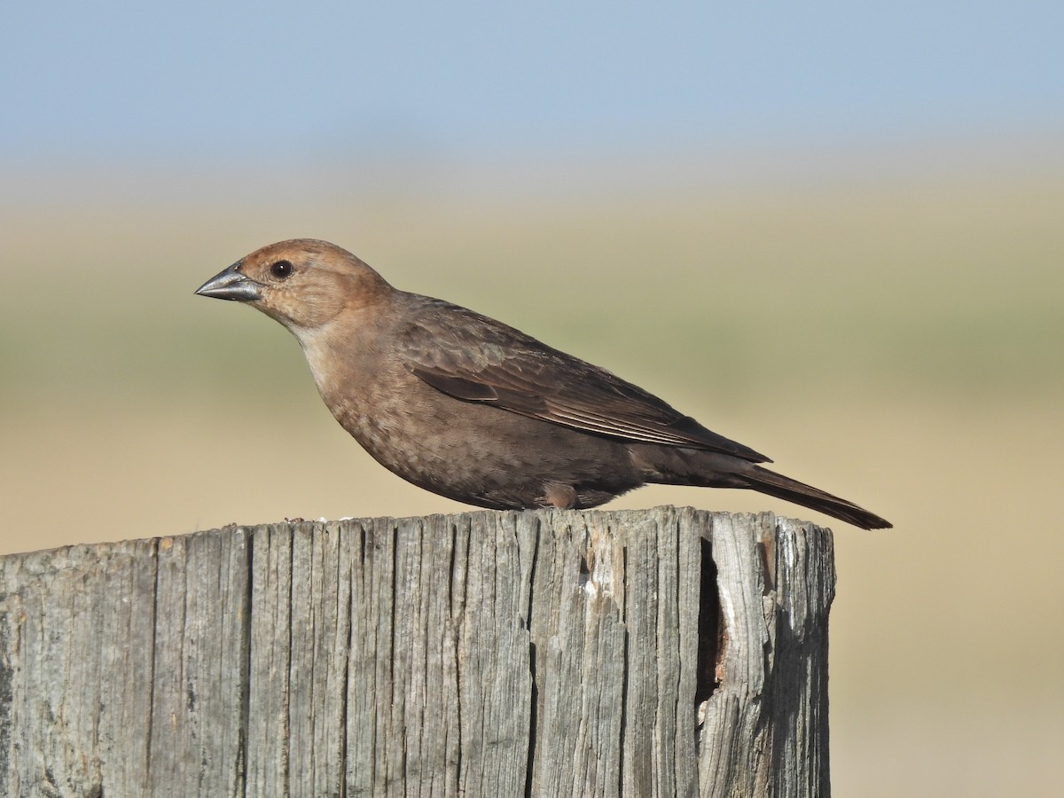 Brown-headed Cowbird - ML635584055
