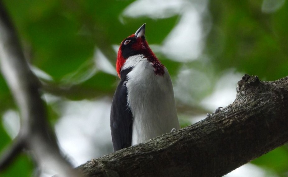 Masked Cardinal - ML635584081