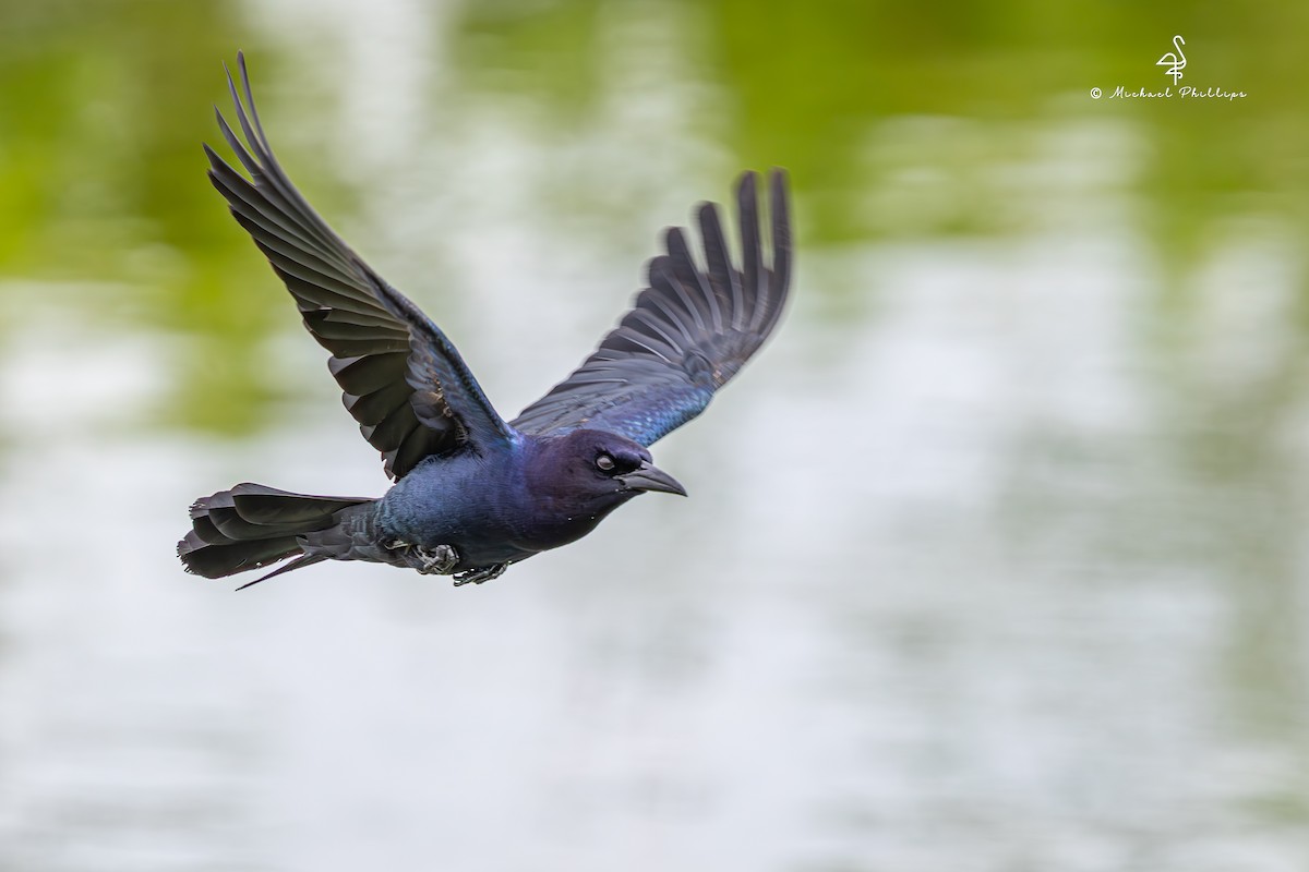 Boat-tailed Grackle - ML635584148