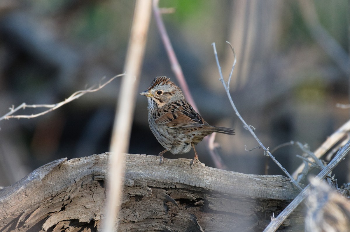 Lincoln's Sparrow - ML635584181