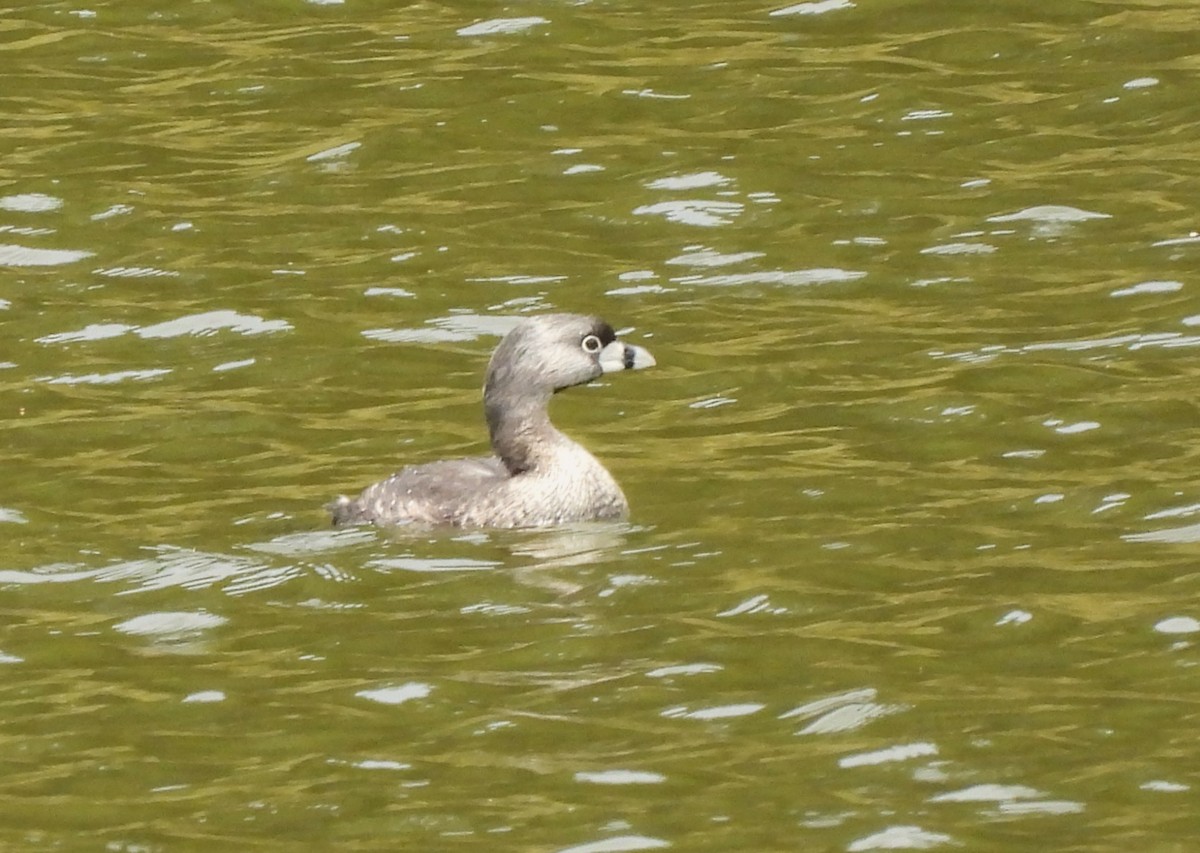 Pied-billed Grebe - ML635584219